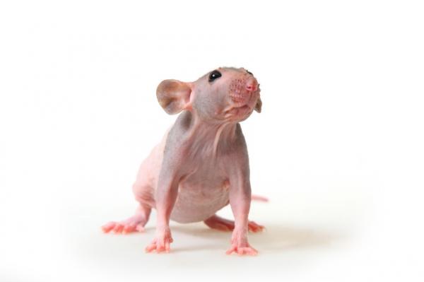 Kalju- tai karvattoman rotan erityishoito - Kalju- tai karvattoman rotan elinympäristö