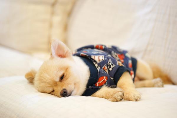 Mitä koiran nukkumisasennot tarkoittavat?  - 4. Sivuttain
