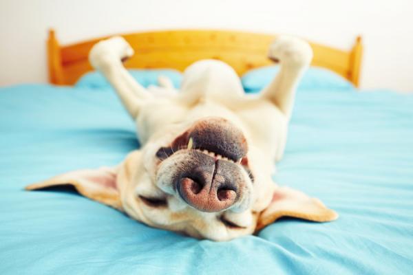 Mitä koiran nukkumisasennot tarkoittavat?  - 1. Vatsa ylös 