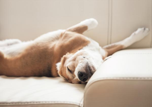 Mitä koiran nukkumisasennot tarkoittavat?  - Koiran unetunnit