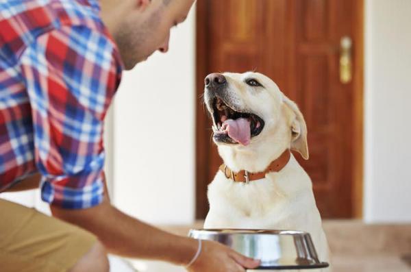 Kuinka saada koirani elämään pidempään?  - 1. Panosta laadukkaaseen tasapainoiseen ruokavalioon