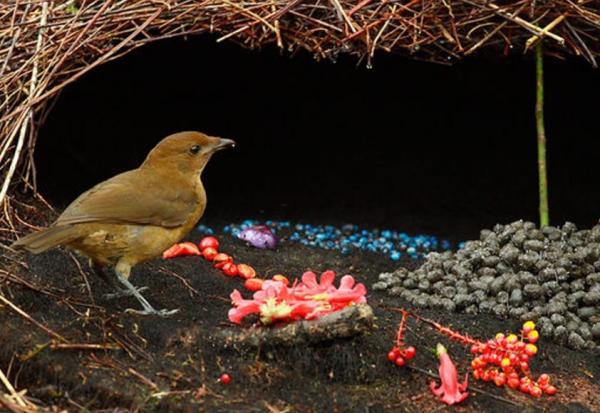 Lintujen lisääntyminen - Ominaisuudet ja esimerkit - Puhdistus- ja sisustusrituaalit lintujen seurustelussa