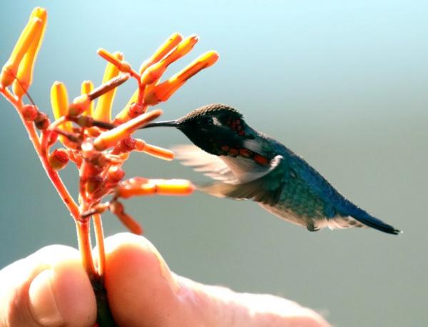 Maailman 10 pienintä eläintä - Pienin lintu maailmassa