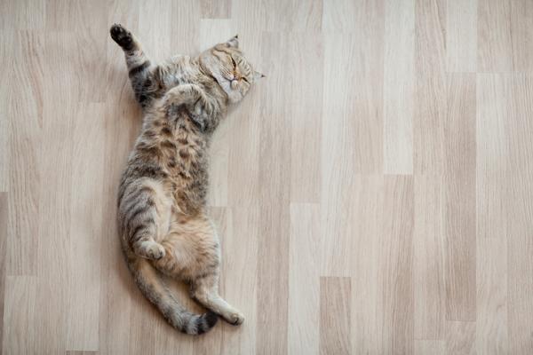 Miksi kissani pyörii lattialla?  - Pyörii maassa jäähtyäkseen