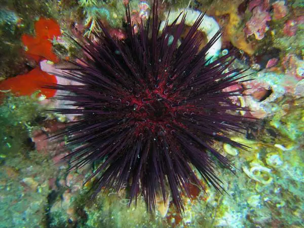 Merisiilien tyypit - Tavallisten merisiilien tyypit