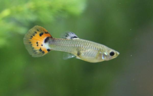 Viviparous -eläimet - Esimerkkejä ja ominaisuuksia - Viviparous -eläinten esimerkkejä - Viviparous Fish