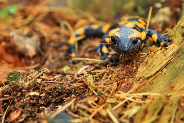 Viviparous -eläimet - Esimerkkejä ja ominaisuuksia - Viviparous -eläinten esimerkkejä - Viviparous sammakkoeläimet