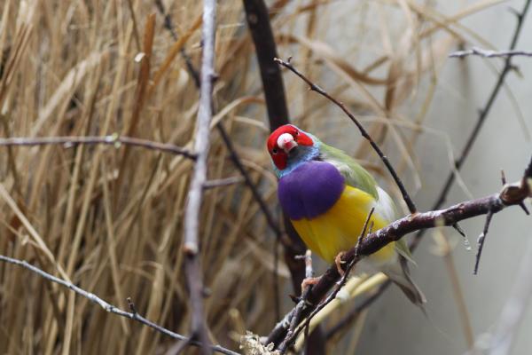 Gouldian Finch Care - Tarkasteltavia yksityiskohtia ...