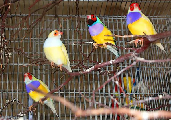 Gouldian Finch Care - Gouldian Finch -häkki