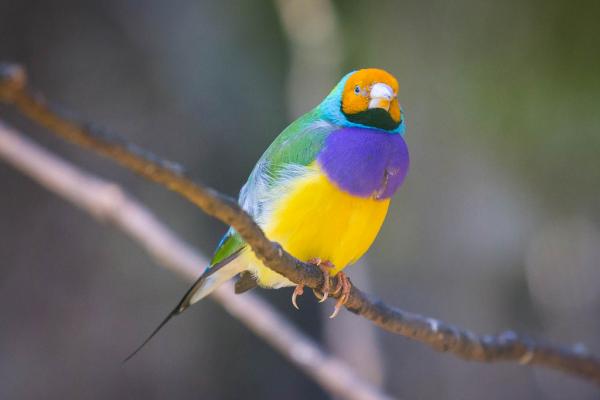 Gouldian Finch Care - Ympäristö 