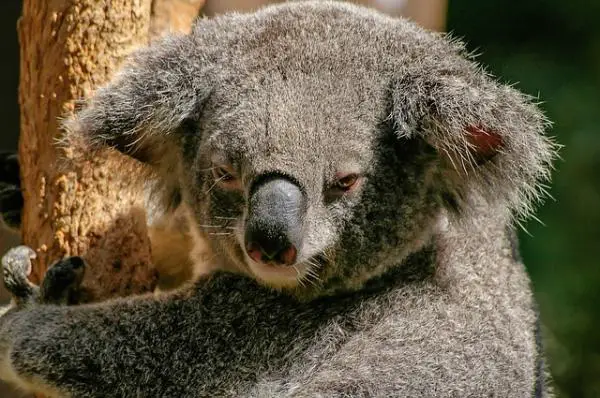 Maailman 10 yksinäisintä eläintä - Koalas 