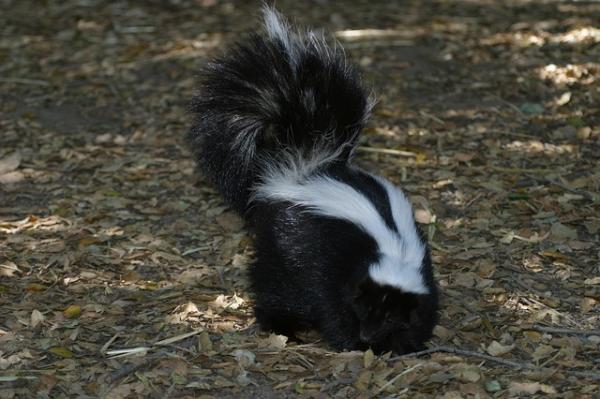 Maailman 10 yksinäisintä eläintä - skunks tai skunks