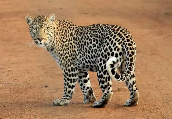 Maailman 10 yksinäisintä eläintä - leopardit 