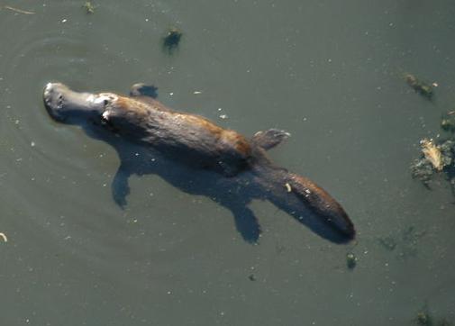 Maailman 10 yksinäisintä eläintä - Platypus 