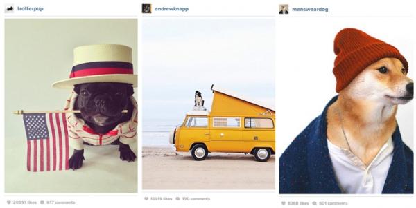 Kuinka tehdä koirastani kuuluisa Instagramissa - Vaihe 3
