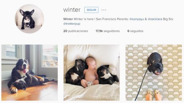 Kuinka tehdä koirastani kuuluisa Instagramissa - Vaihe 2