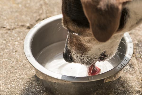 Kuinka paljon vettä koiran pitäisi juoda päivässä?  - VINKKEJÄ koiran kosteuttamiseen
