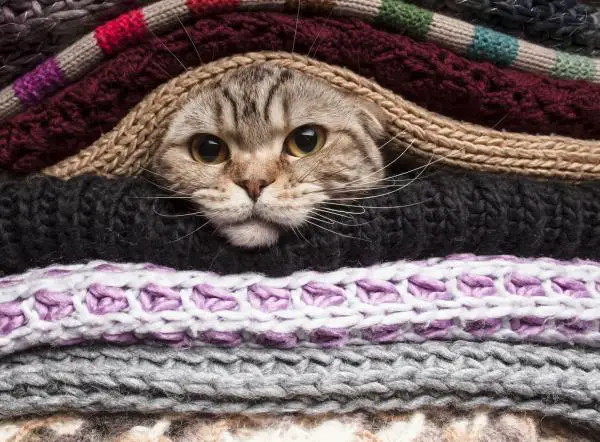 10 paikkaa, joissa kissat rakastavat piiloutua - minne kissat piiloutuvat?