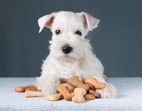 Pienoissnautserin hoito - Pienikokoinen schnautserin ruokavalio