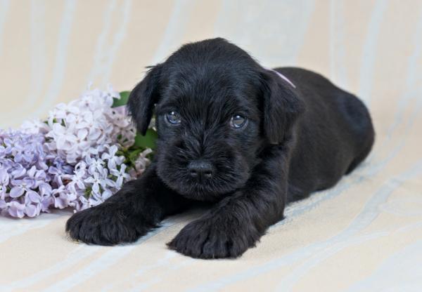 Pienoissnautserihoito - Mini Schnauzer Health