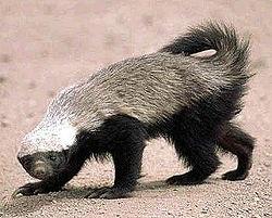 Maailman aggressiivisimmat eläimet - El ratel