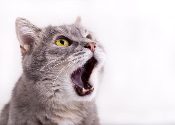 13 asiaa, jotka ajavat kissasi hulluksi - 2. meluisa ympäristö
