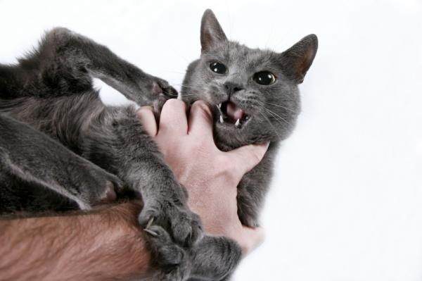 13 asiaa, jotka ajavat kissasi hulluksi - 8. Liialliset halaukset