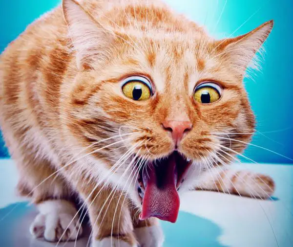 13 asiaa, jotka ajavat kissasi hulluksi - 6. Ota lääkkeet