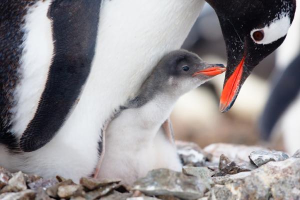 Onko pingviini lintu?  - Pingviinien uteliaisuudet