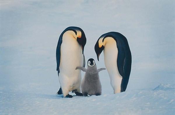 Onko pingviini lintu?  - Pingviinityypit