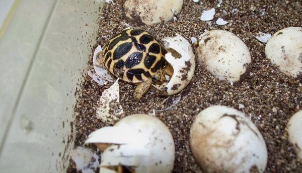 Kilpikonnan lisääntyminen - keinotekoinen inkubaatio