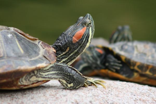 Kilpikonnien lisääntyminen - Sammakkoeläinten kilpikonnien lisääntyminen