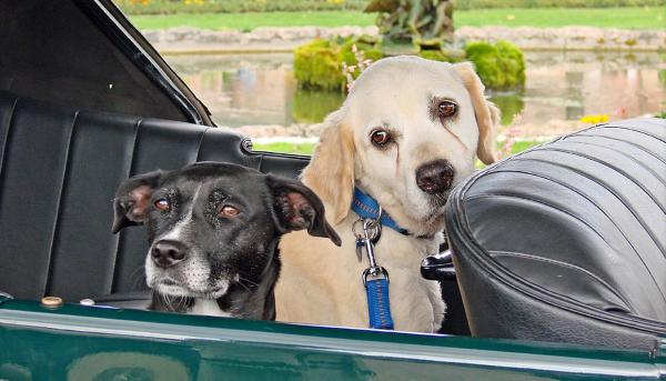 Koiran huimauksen estäminen autossa - Vinkkejä ajamiseen