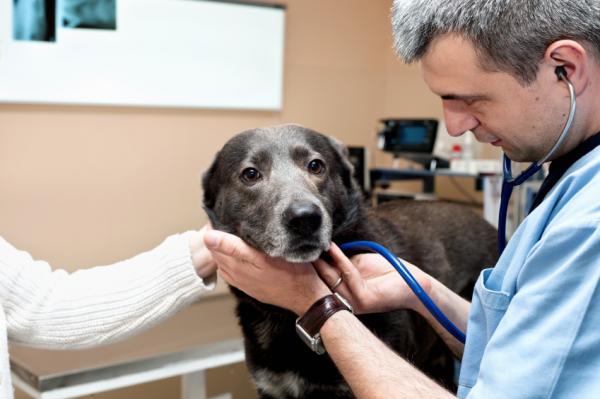 Alipainoisen koiran hoito ja ruokinta - Käy säännöllisesti eläinlääkärissä