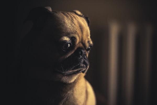 Millaisia ​​tunteita koirat tuntevat?  - Emotionaalinen kipu