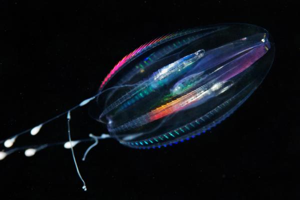 Vanhimmat eläimet maailmassa - 2. Ctenophores
