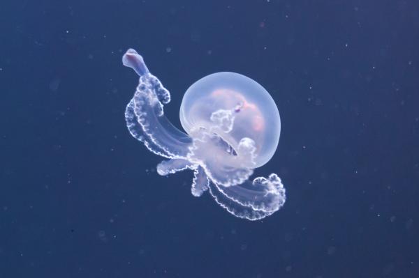 Vanhimmat eläimet maailmassa - 3. Meduusa