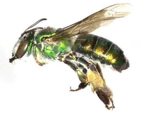 Mehiläistyypit - Stenotritidae -perheen mehiläistyypit