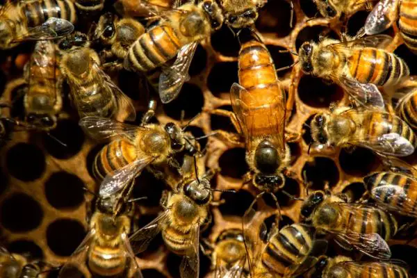 Mehiläistyypit - Kuinka monta mehiläistyyppiä on olemassa?