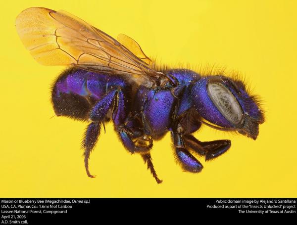 Mehiläistyypit - Megachilidae -perheen mehiläistyypit