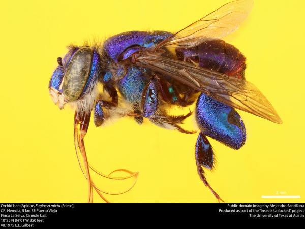 Mehiläistyypit - Apidae -perheen mehiläistyypit   