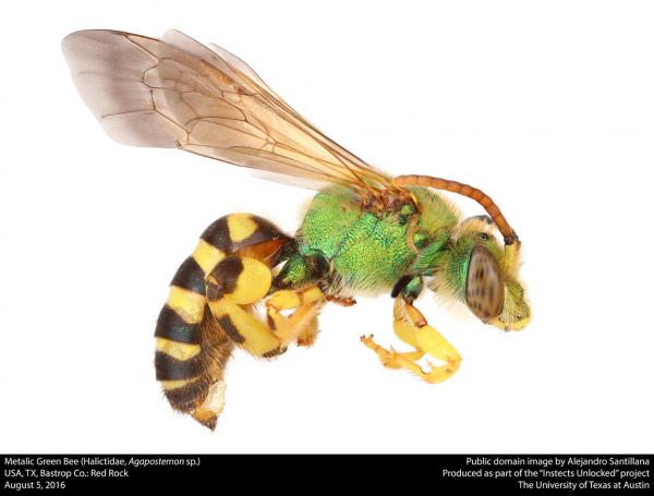 Mehiläistyypit - Halictidae -perheen mehiläistyypit