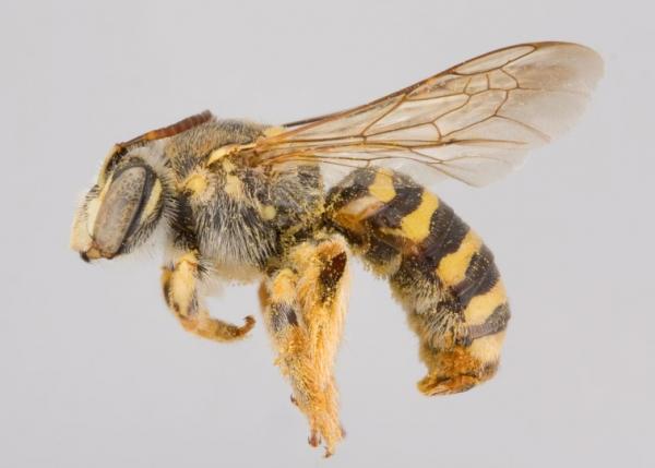 Mehiläistyypit - Melittidae -perheen mehiläistyypit