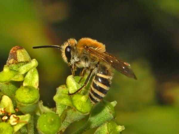 Mehiläistyypit - Colletidae -perheen mehiläistyypit