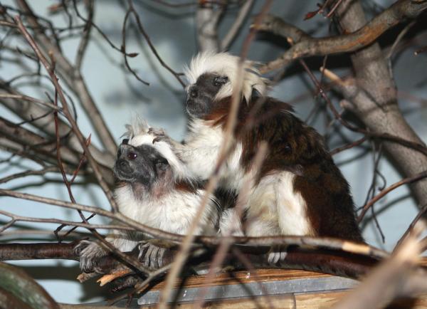 Marmoset -apinan tyypit - Cotton Head Marmoset