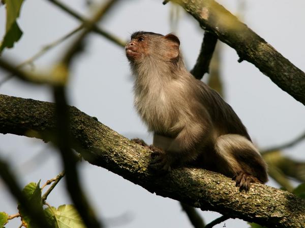 Marmoset -apinan tyypit - Mustahäntä Marmoset