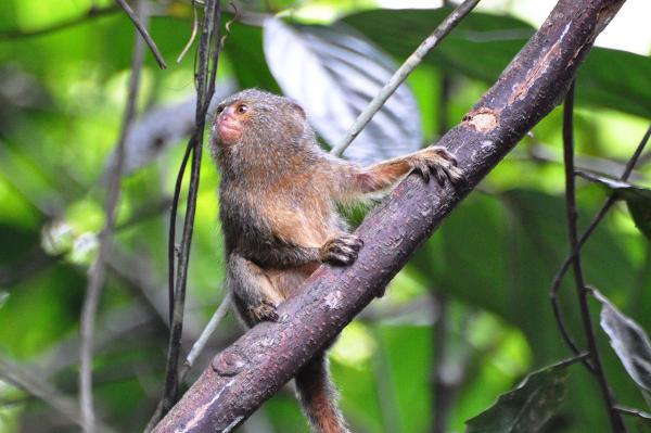 Marmosettityypit - Cebuella -suku