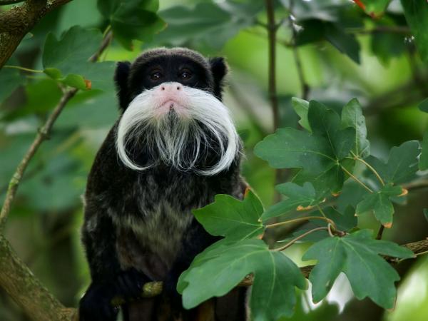 Marmoset -apinan tyypit - Saguinus -suku