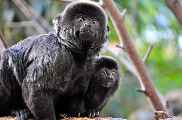 Marmoset -apinan tyypit - Callimico -suku