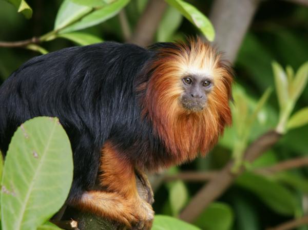 Marmoset -apinan tyypit - Leontopithecus -suku